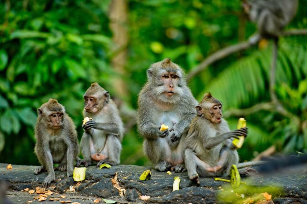 Everything You Need To Know About Bali Belly